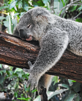 Sleeping Koala