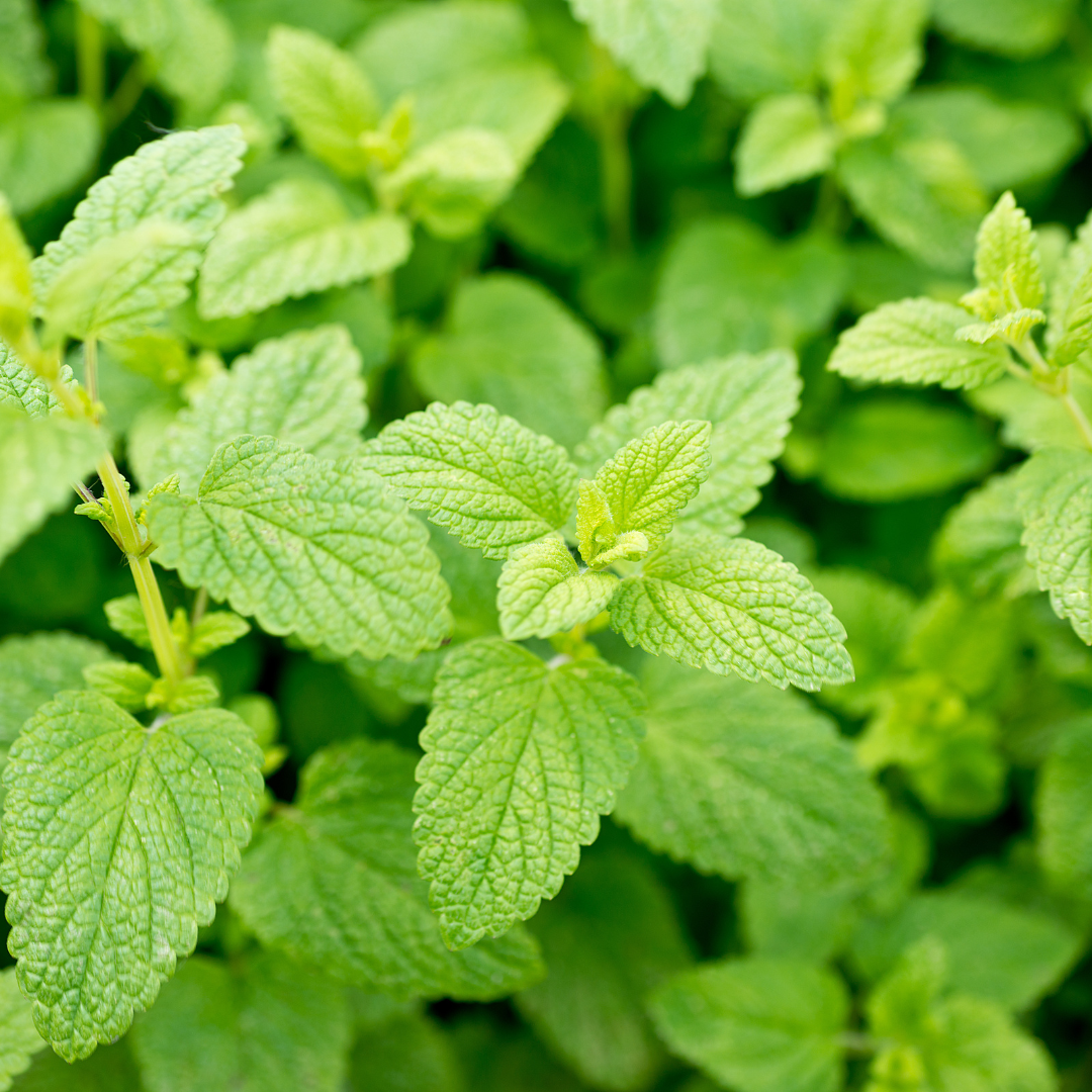 Lemon Balm - herbs to support fever. Learn how to prevent colds and flu naturally with herbs