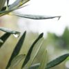 Picture of Olive leaf with raindrop on one leaf. Herbs to boost immune and blog about how to prevent colds and flu and stay well this winter.
