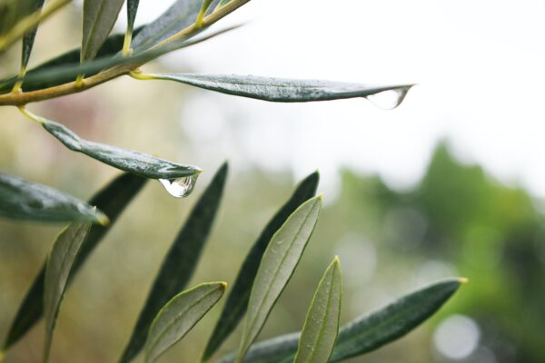 Picture of Olive leaf with raindrop on one leaf. Herbs to boost immune and blog about how to prevent colds and flu and stay well this winter.