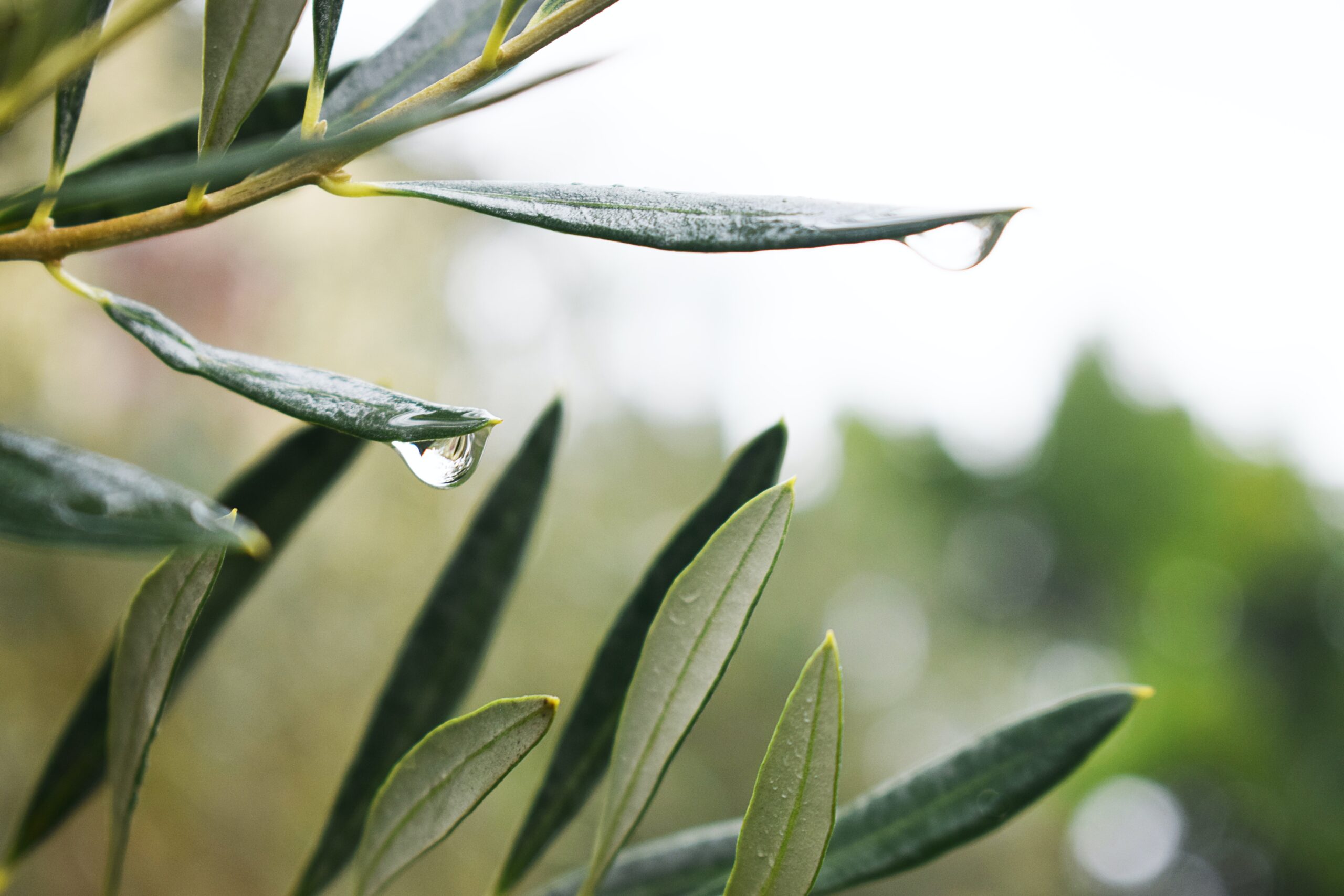 Picture of Olive leaf with raindrop on one leaf. Herbs to boost immune and blog about how to prevent colds and flu and stay well this winter.