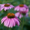 Purple echinacea flowers up close.