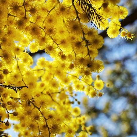 Picture of yellow, fluffy wattle in sunlight. Part of seasonal self-care is paying attention to the world around you. Spring Equinox reflection guide to help you connect deeply with nature and living more seasonally.