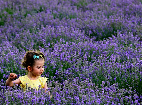 girl sitting in field of lavender. 