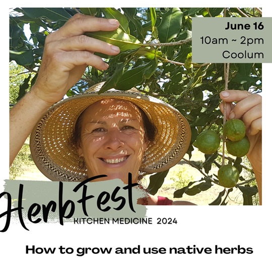 Speaker at HerbFest on the Sunshine Coast, a herbal medicine event.  Image of Veronica smiling, wearing hat and showing us macadamia nuts on a tree.