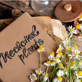 Image of book with words: Medicinal Plants on front and fresh chamomile flowers on top. For an article about how to organise your herbal info for monographs and materia medica.