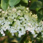 Image is white elderflower cluster. Make flower essences at Herb Folk, herbal medicine workshop and event on the Sunshine Coast.