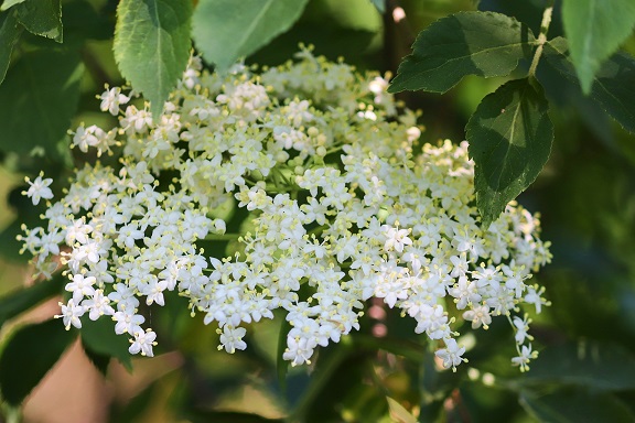 Image is white elderflower cluster. Make flower essences at Herb Folk, herbal medicine workshop and event on the Sunshine Coast.