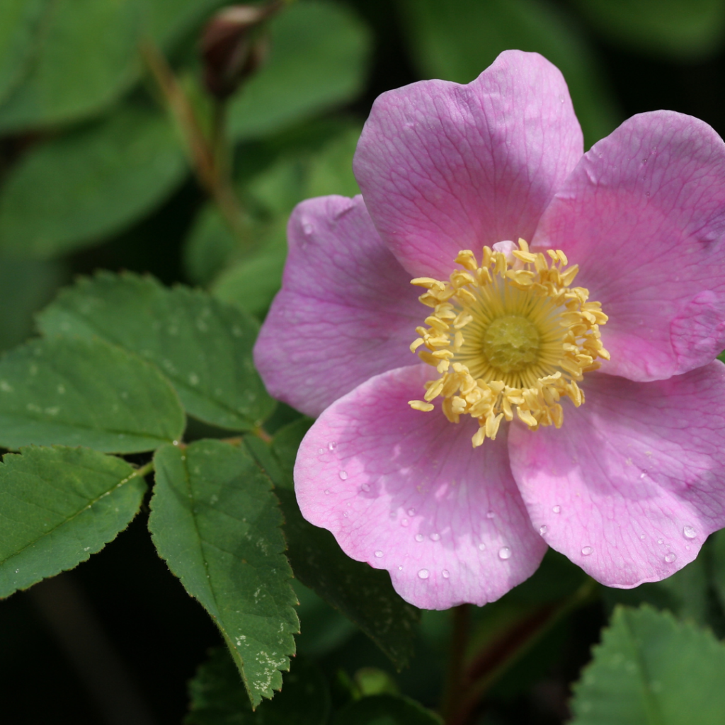 Wild Rose. Rosa sp. Rose medicine for the heart