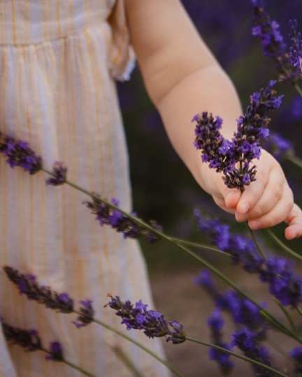 Create a back-to-school herbal toolkit. Image of a kids hand holding lavender stems. home herbalism