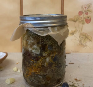 herbal fire cider. medicine-making workshop. Image of jar with herbal fire cider macerating with lid on.