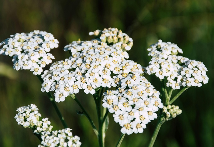 yarrow - warrior herb for hard times. premier first aid plant for physical and psychological first aid.