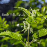 picture of nettle with words: Herb Folk: Nettle - herbal medicine workshop on the Sunshine Coast