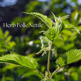 picture of nettle with words: Herb Folk: Nettle - herbal medicine workshop on the Sunshine Coast