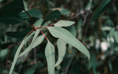 3 Powerful ways to use eucalyptus essential oil for colds, flu & winter wellness