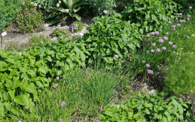 10 must-have herbs to plant in your garden