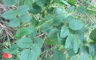 Wild Raspberry leaf: medicinal uses and benefits