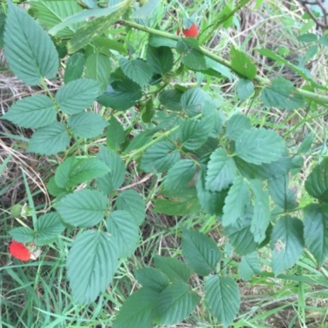 raspberry leaf, medicinal uses and benefits. Picture of Atherton Raspberry or Queensland Raspberry. Rubus Probus.